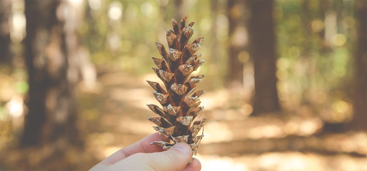 Brass Pine Cone + Stone Necklace – Tumbled Earth