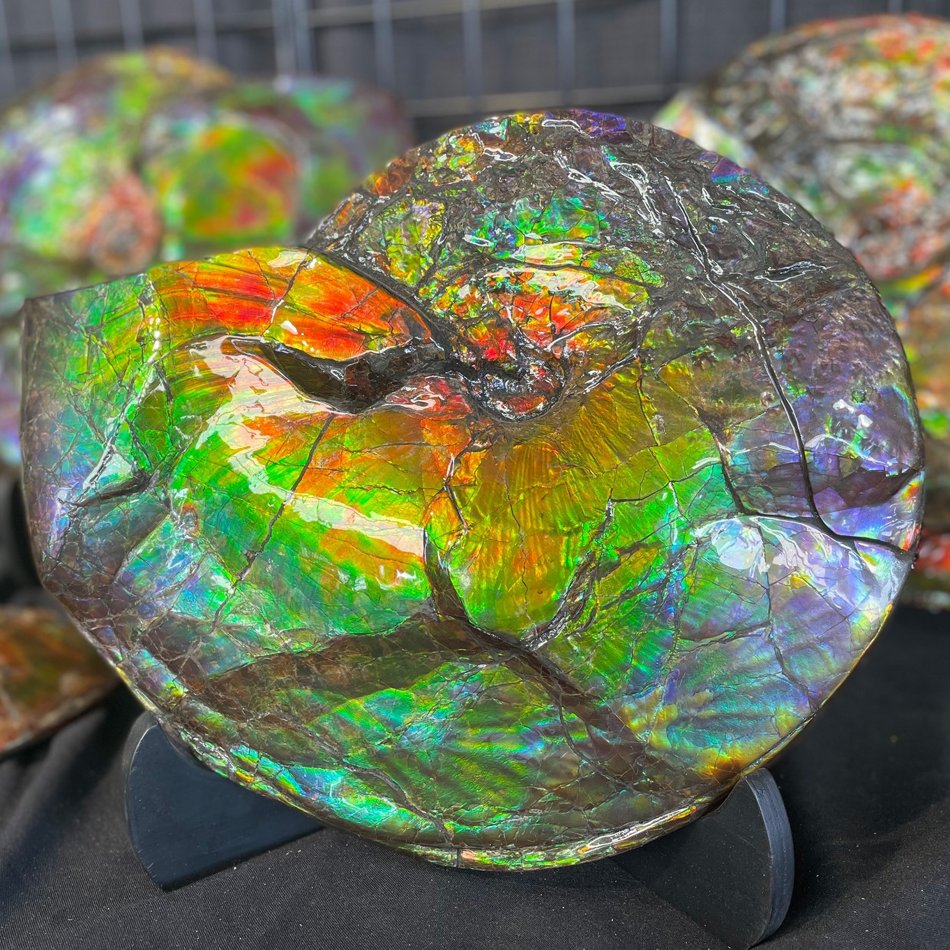 ammolite image 1.jpg