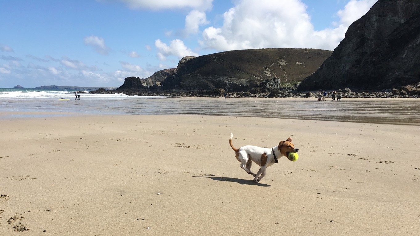 dog friendly beaches in Cornwall