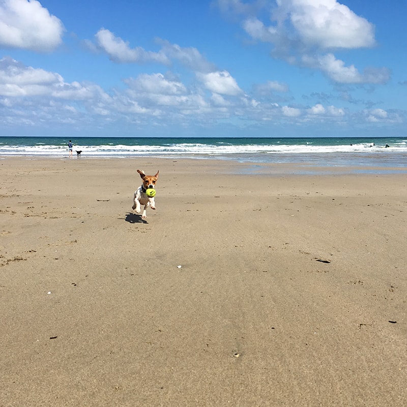 dog friendly beaches in Cornwall