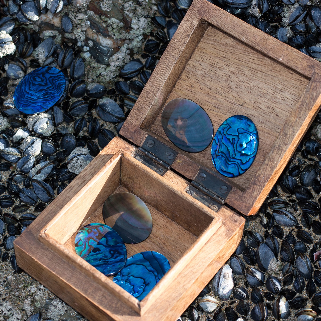 blue paua shells in a box sq..jpg