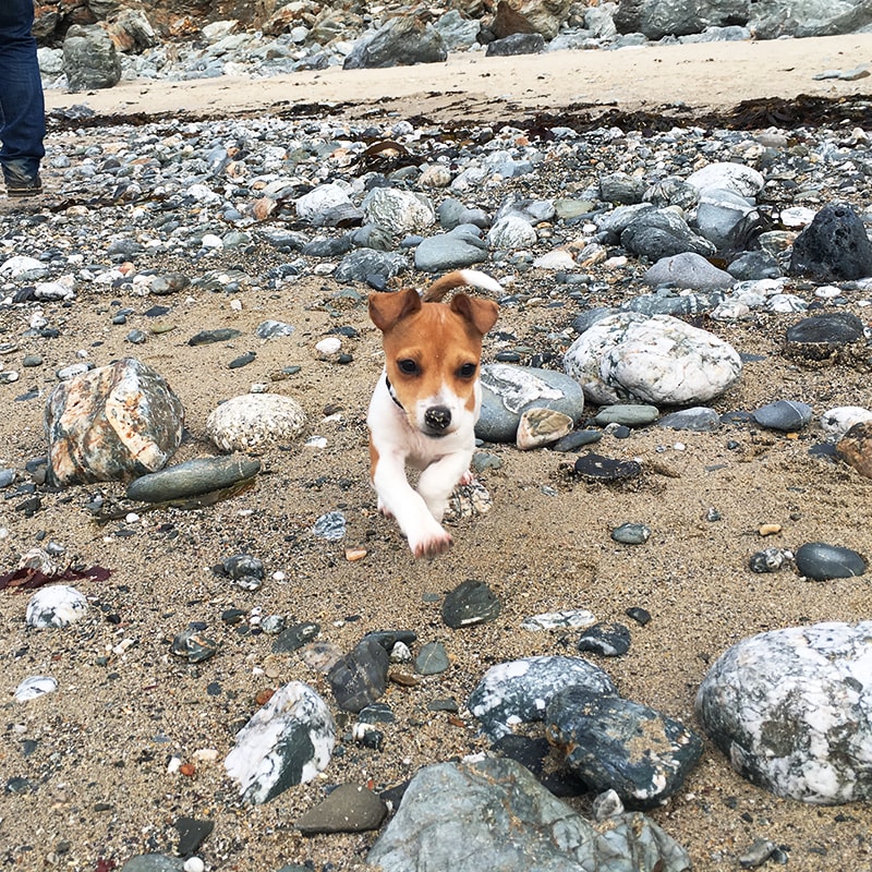 dog friendly beaches in Cornwall