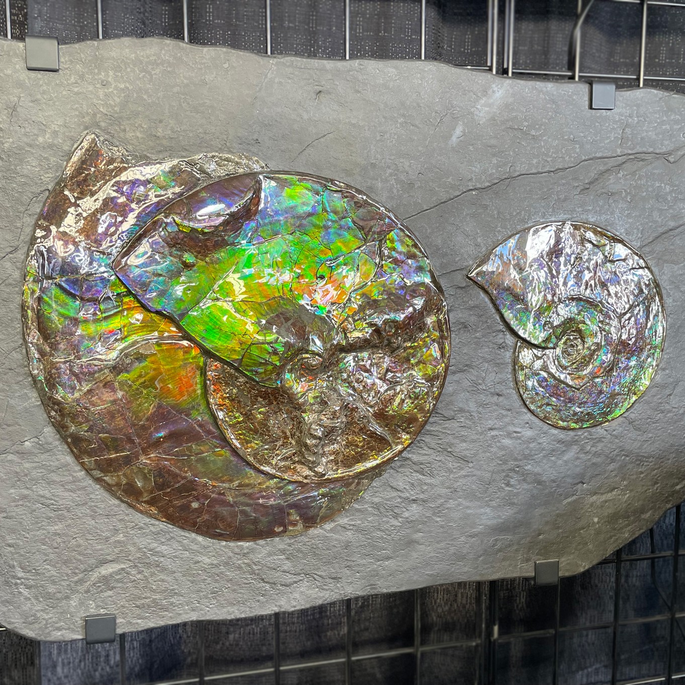 ammolite image 2.jpg