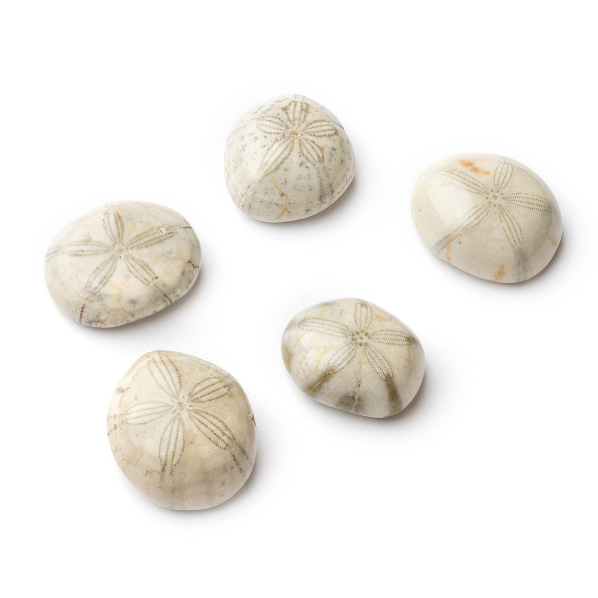 sand dollar