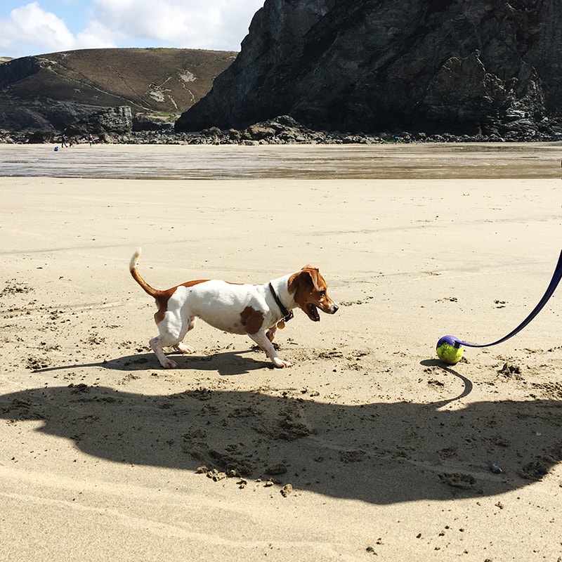 dog friendly beaches in Cornwall